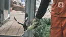 Acong (53), seorang petugas PPSU Kelurahan Klender saat memberi pakan burung yang dipelihara di halaman Kantor Kelurahan Klender, Jakarta Timur, Rabu (15/6/2022). Berawal dari hobi, Acong bersama rekan PPSU Kelurahan Klender menyulap lahan kosong menjadi sangkar burung kicau sebagai upaya mempercantik lingkungan.  (merdeka.com/Iqbal S. Nugroho)