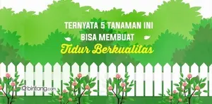 Ternyata 5 Tanaman Ini Bisa Membuat Tidur Berkualitas