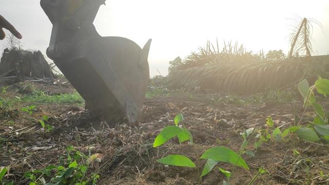 Pohon sawit yang ditumbangkan dalam eksekusi lahan di Pelalawan langsung diganti dengan bibit akasia.