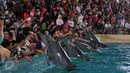 Pengunjung memegang empat ekor lumba-lumba di kawasan wisata Ancol, Jakarta, Senin (8/2). Dalam rangka liburan Imlek, Ancol menampilkan pertunjukan lumba-lumba berkolaborasi dengan barongsai untuk menghibur wisatawan. (Liputan6.com/JohanTallo)