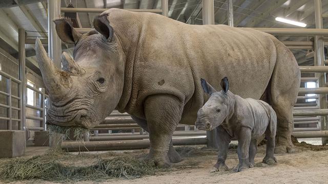 Seekor badak putih lahir di San Diego Zoo Safari Park pada 21 November 2019 diberi nama Future. (Ken Bohn/San Diego Zoo via AP)