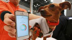 Seekor anjing memakai perangkat komunikasi yang disebut "Internet of Animals" yang dikembangkan oleh Japanese electronics venture Anicall di Wearable Expo, Tokyo, Jepang, Rabu (18/1). (AP Photo/Eugene Hoshiko)