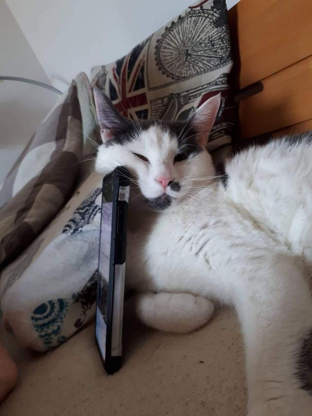 6 Aksi Kucing Bantu Majikan Nonton Film di HP, Lucu Maksimal