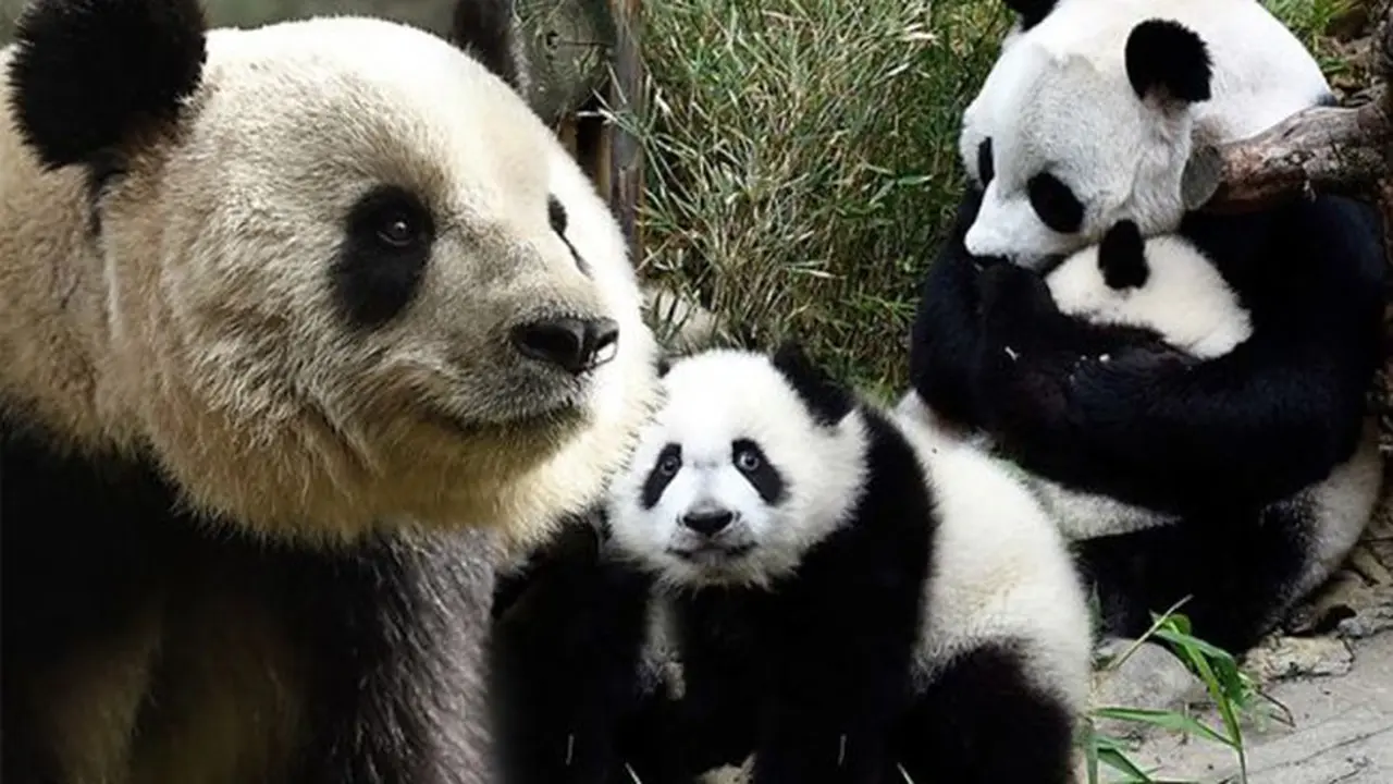 Panda di Tiongkok Tak Punah, Pemerintah Tetap Lakukan Konservasi