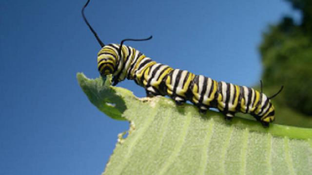 Ilustrasi ulat (iStock)