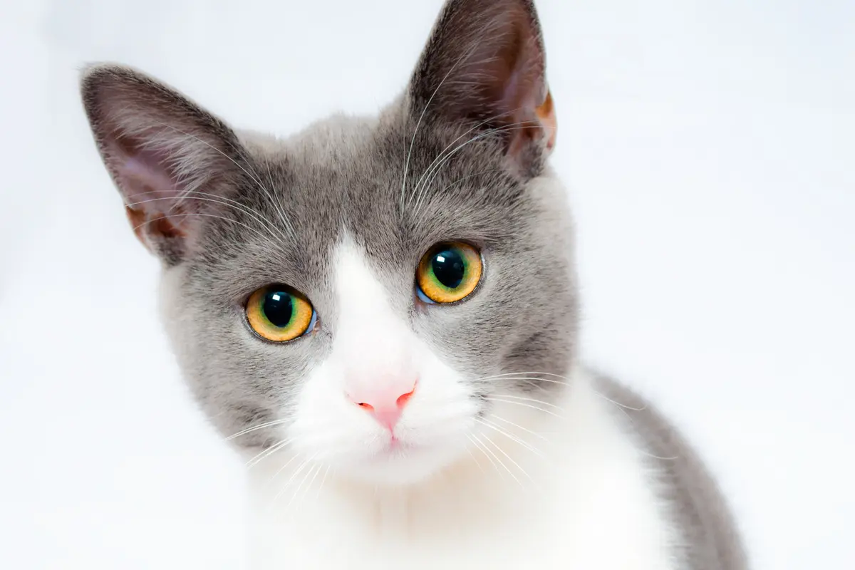 Kucing
