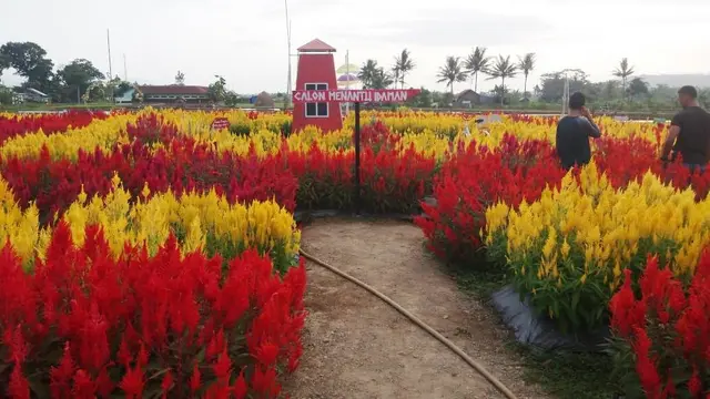Taman Bunga Celosia, sejenis tanaman Refugia untuk mengendalikan hama.  (Foto: Liputan6.com/Istimewa/Muhamad Ridlo)