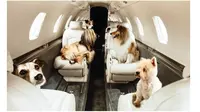 Rindu Anjingnya, Wanita Ini Sewa Jet Pribadi Ratusan Juta Khusus Hewan (Sumber: Asia One)
