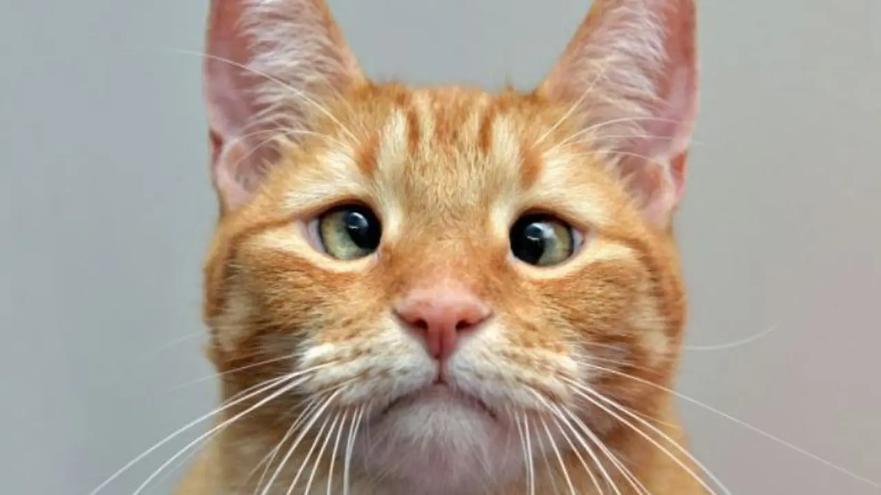 Meski Bermata Juling, 5 Kucing Ini Tetap Imut