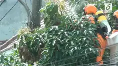Setelah setengah jam, 4 orang petugas damkar berhasil mengevakuasi sarang lebah yang mengganggu warga tersebut.