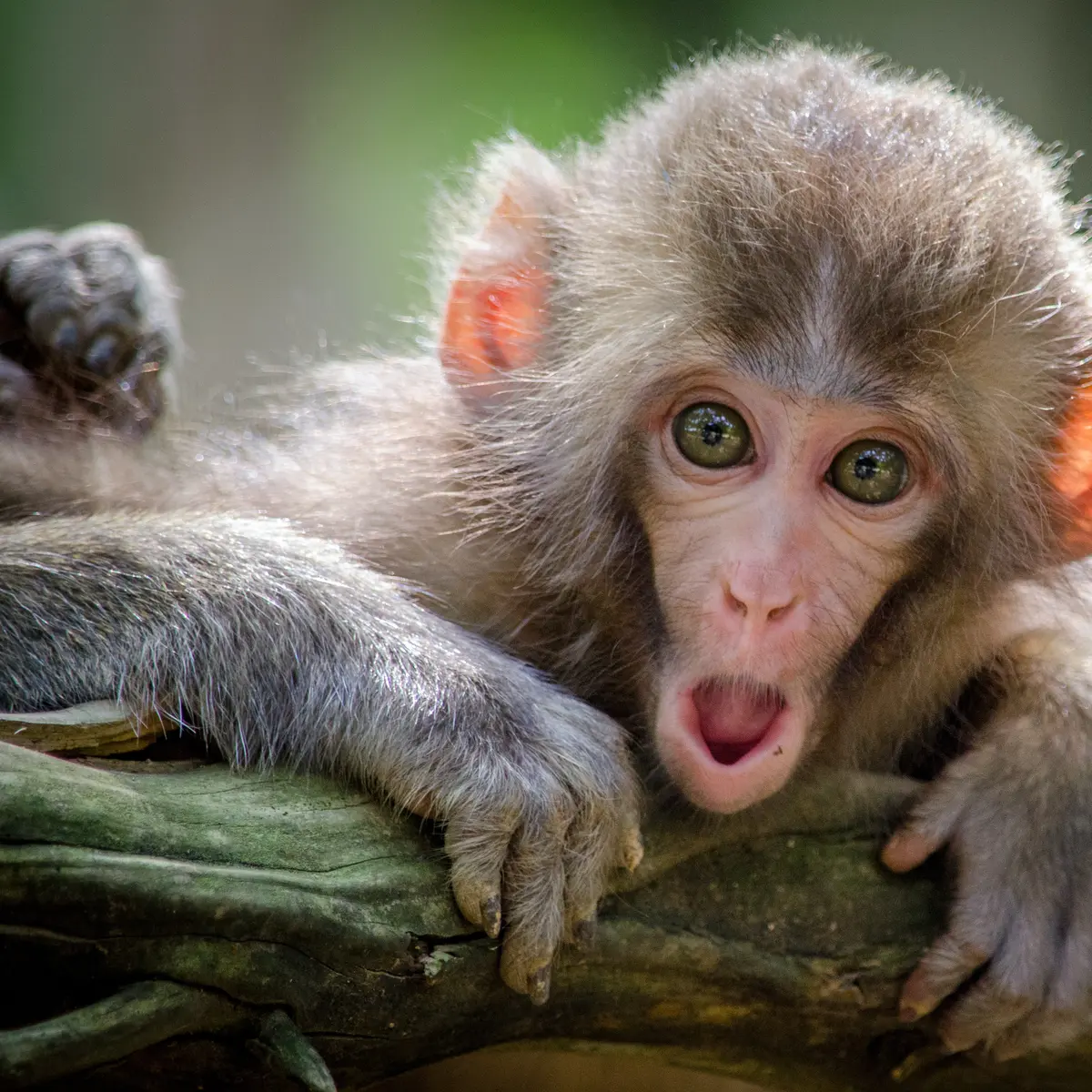 Arti Mimpi Melihat Banyak Monyet: Penafsiran Dan Makna