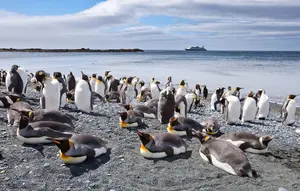 Penguin di Chile Pakai Rompi Khusus untuk Percepat Penyembuhan