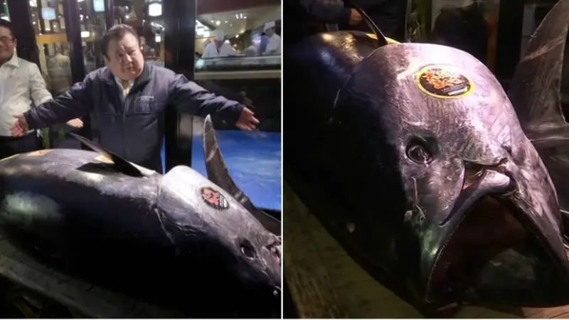 Raja Sushi Jepang Pecahkan Rekor Beli Ikan Tuna Raksasa Seharga Rp 43 Miliar