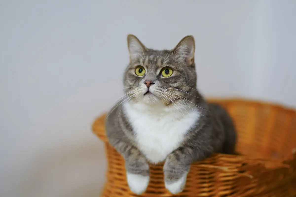 Kucing