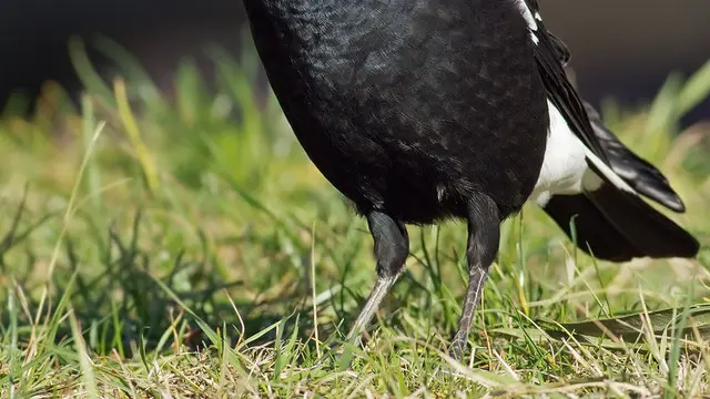 Burung Murai Australia