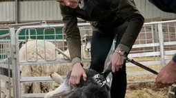 Duchess of Cambridge Kate Middleton (kiri) mencukur bulu domba saat berkunjung ke Deepdale Hall Farm, sebuah peternakan domba tradisional di Patterdale, Cumbria, Inggris, Selasa (11/6/2019). (Owen Humphreys/POOL/AFP)