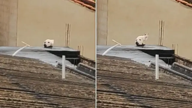 Potret Ilusi Optik yang Bakal Membuatmu Bingung