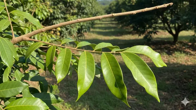 Cara Cangkok Kelengkeng agar Cepat Berakar dan Berbuah Lebat. AI
