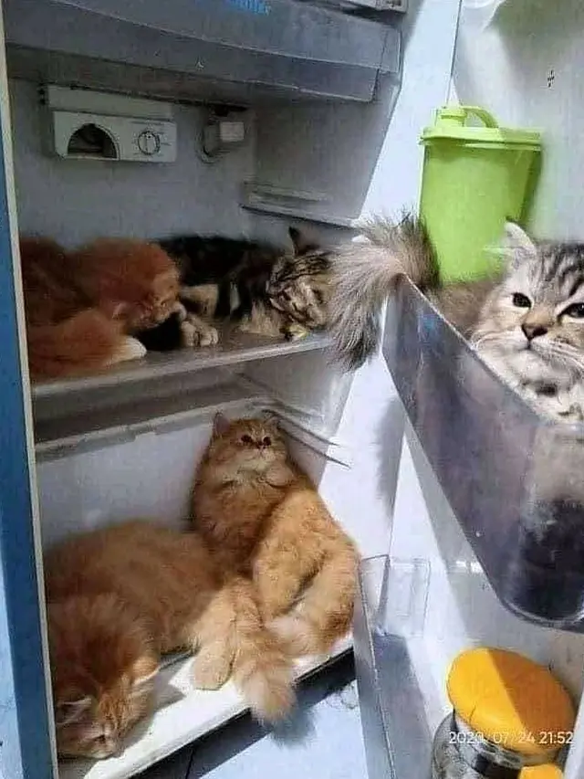 6 Potret Kucing di Dalam Kulkas Ini Bikin Geleng Kepala, Bak Main Petak Umpet