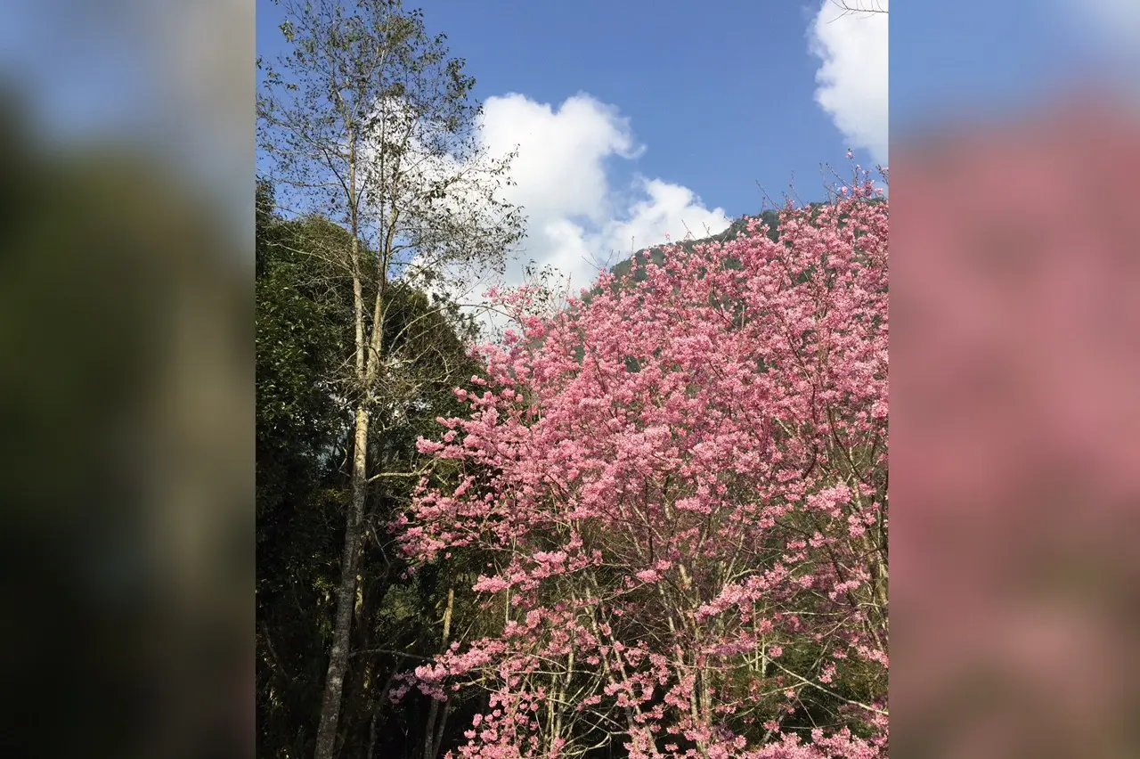 Pada Musim Semi, ada banyak Bunga Sakura bermekaran di Alishan, Taiwan (Liputan6.com/Teddy Tri Setio Berty)