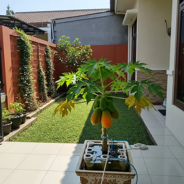 12 Jenis Pohon Buah Mini yang Bisa Ditanam Tanpa Tanah, Solusi di Lahan Sempit