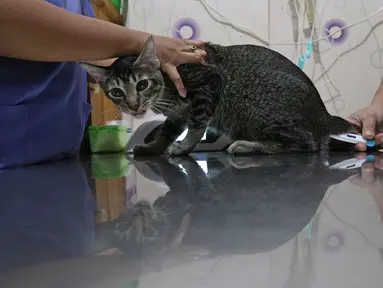 Petugas mempersiapkan operasi sterilisasi kucing di Klinik Hewan, kawasan Tebet, Jakarta, Senin (21/9/2020). Kegiatan itu dalam rangka menyambut Hari Rabies Sedunia (World Rabies Day) pada 28 September 2020 mendatang dan untuk menekan pertambahan populasi kucing liar. (Liputan6.cm/Herman Zakharia)