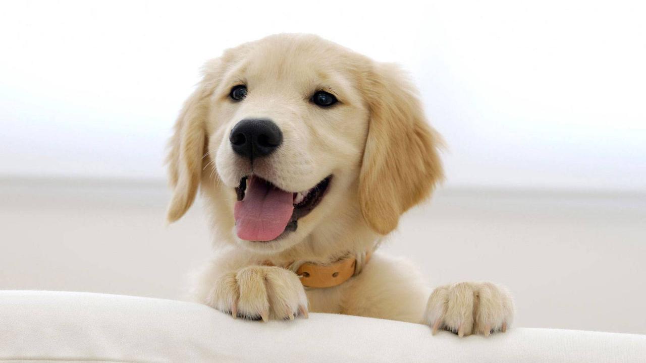 Anjing Golden Retriever dalam Berbagai Pose yang Bikin Kamu Gemas