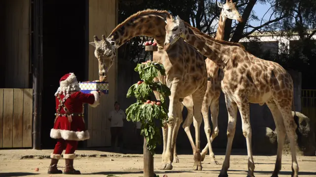 Semarak Warga Guetemala Sambut Natal dan Tahun Baru di Kebun Binatang
