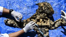 Mahasiswa kedokteran hewan melakukan forensik terbatas terhadap barang bukti kulit harimau sumatera hasil sitaan di Banda Aceh, Aceh, Rabu (1/12/2021). Forensik terbatas dilakukan untuk mengetahui jenis kelamin, usia dan penyebab kematian. (CHAIDEER MAHYUDDIN/AFP)