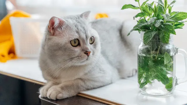 Berbeda dengan Catnip, Jangan Biarkan Kucing Memakan Daun Mint