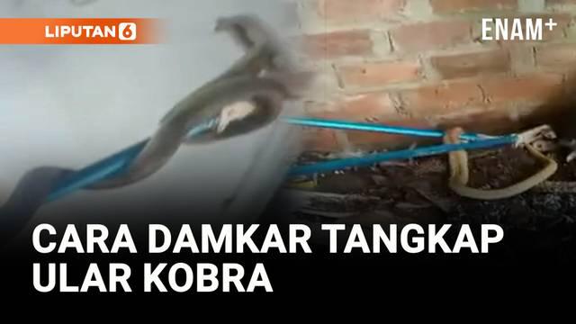 Warga Talang Ubi Timur, Kabupaten Penukal Abab Lematang Ilir (PALI), Sumatera Selatan, dibuat geger oleh kemunculan seekor ular cobra sepanjang dua meter yang masuk ke dalam rumah warga pada Minggu siang.