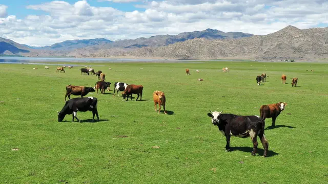 sapi dan domba