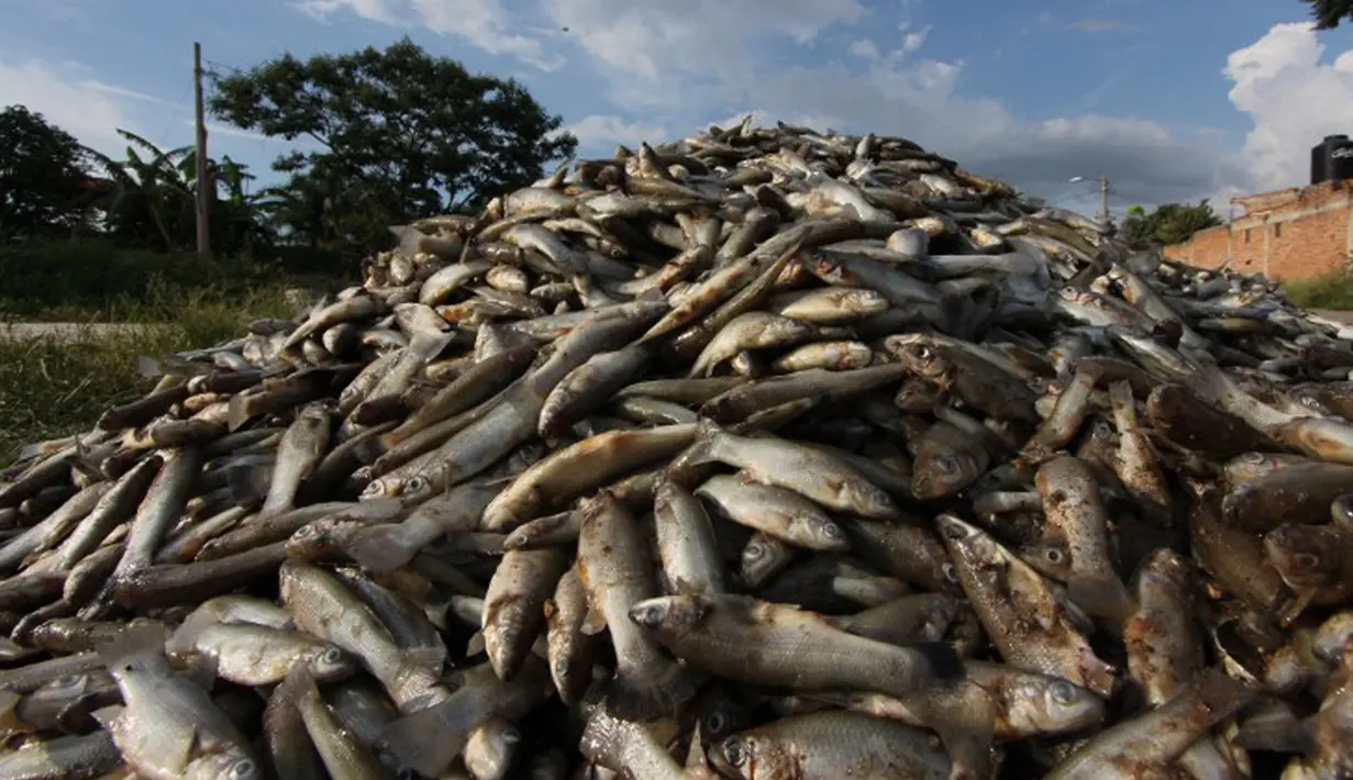 Gambar ikan air tawar "popocha" yang mati di laguna Cajititlan, negara bagian Jalisco, Meksiko, 17 Agustus 2015. Diduga sekitar 25 ton ikan mati karena tercemar limbah pabrik. (AFP PHOTO/HECTOR GUERRERO)