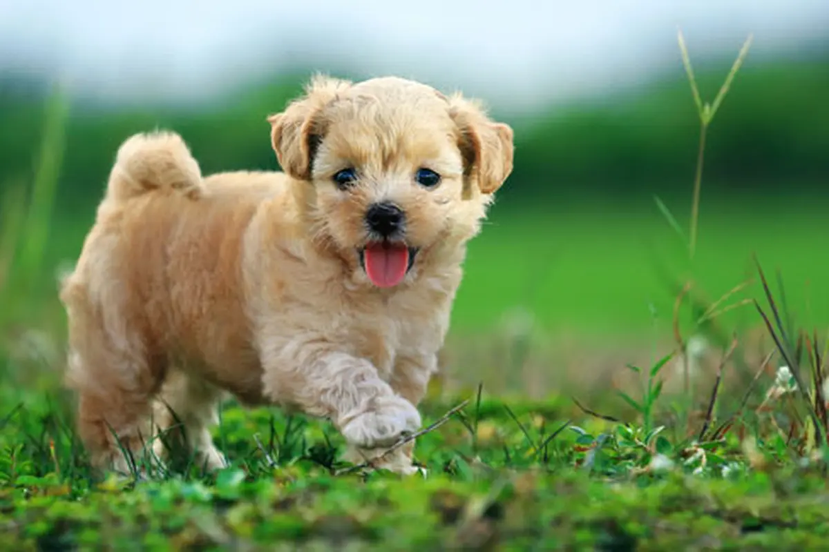 Foto: Shutterstock