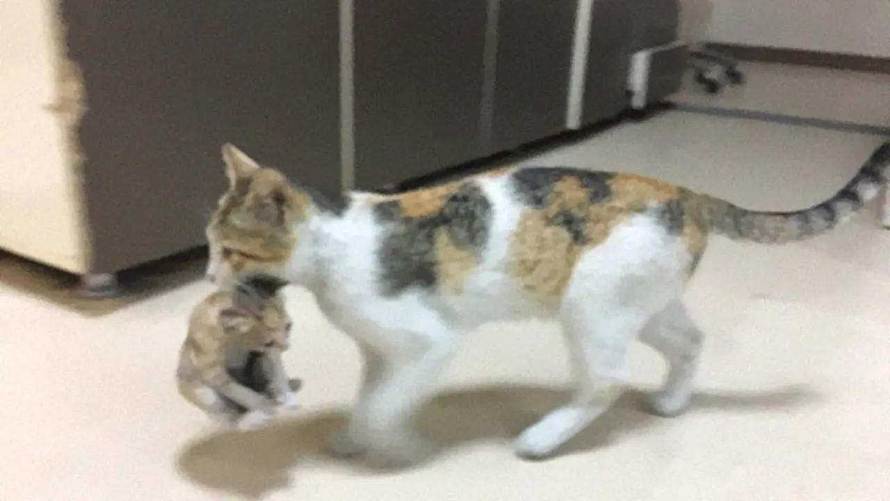 Viral Seekor Kucing Bawa Sendiri Anaknya ke Rumah Sakit untuk Dapat Perawatan