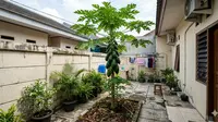 Daftar Tanaman Buah Cepat Panen Kurang dari 6 Bulan, Cocok untuk Pekarangan Rumah