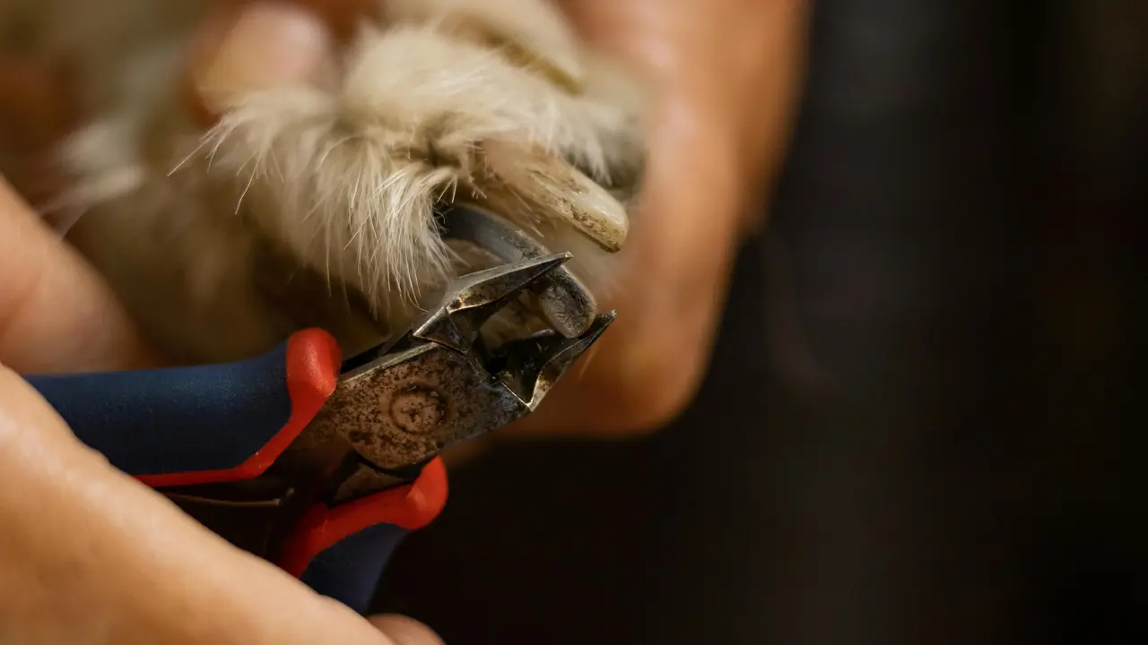 Dog Nail Trimming