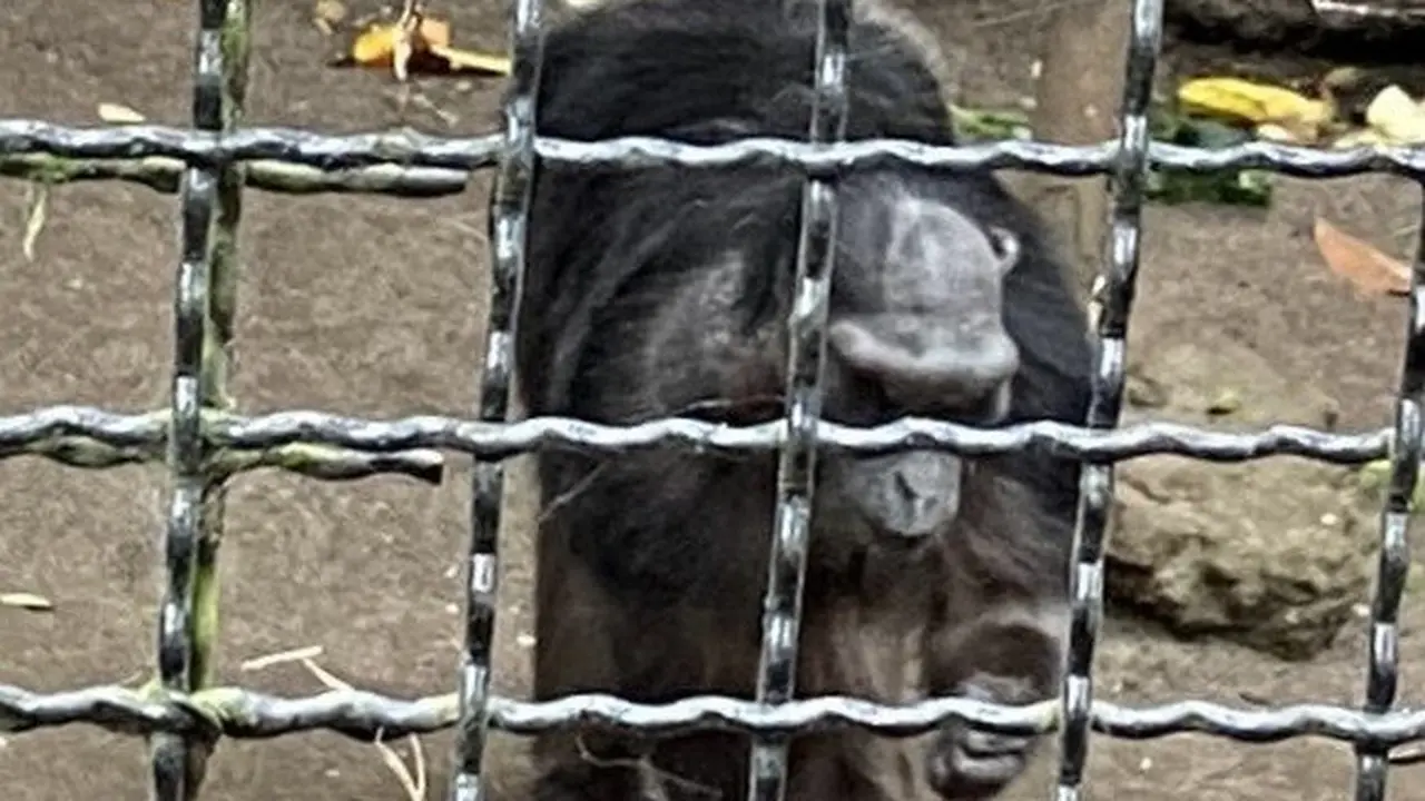 Satwa di Kebun Binatang Bandung Diduga Alami Stres hingga Malnutrisi