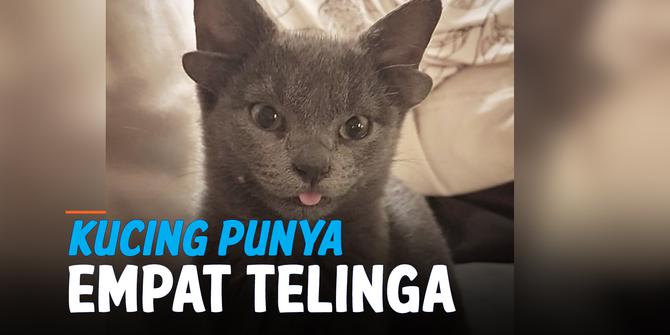 VIDEO: Viral, Kucing Bertelinga Empat yang Miliki Ribuan Followers di Instagram