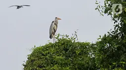 Memperingati Hari Burung Migrasi Sedunia 2021,  Biodiversity Warriors Yayasan KEHATI kembali melakukan pengamatan dan menginventarisir burung migrasi di sekitar perairan Hutan Lindung Angke Kapuk, Jakarta. (Liputan6.com/Fery Pradolo)