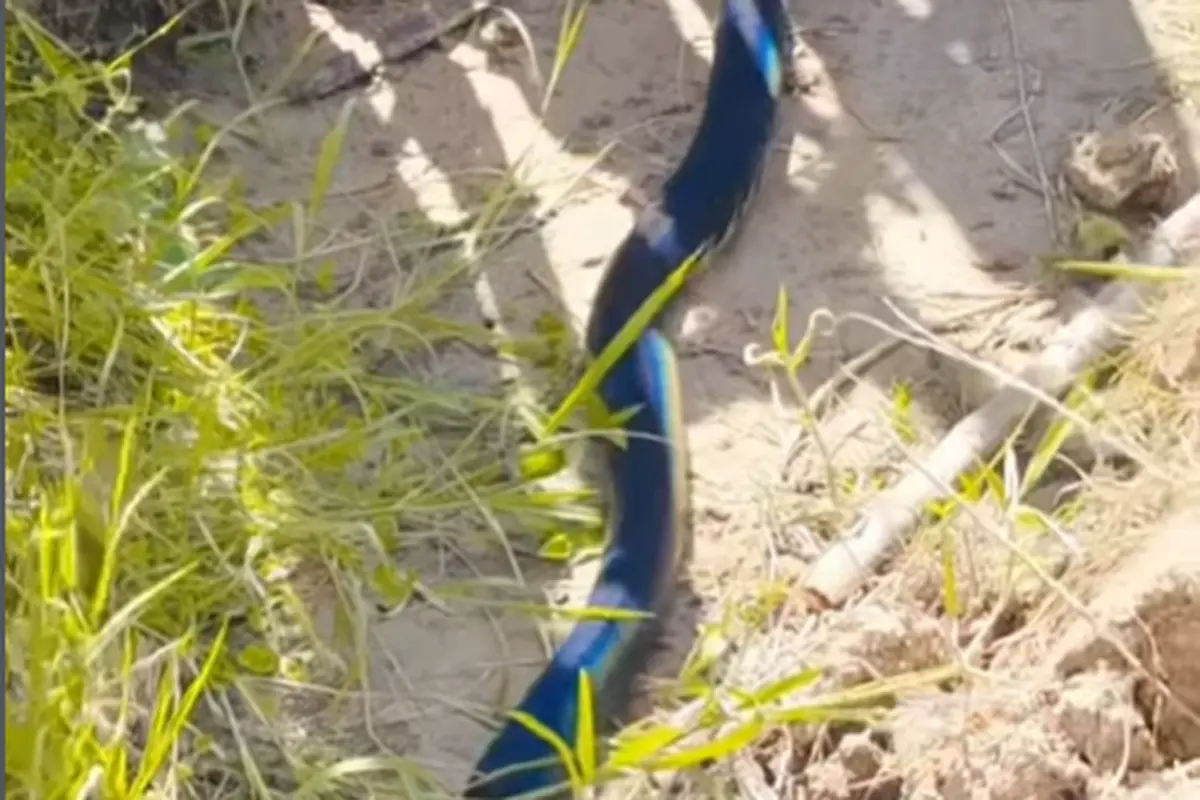 Viral Ular Biru di Papua