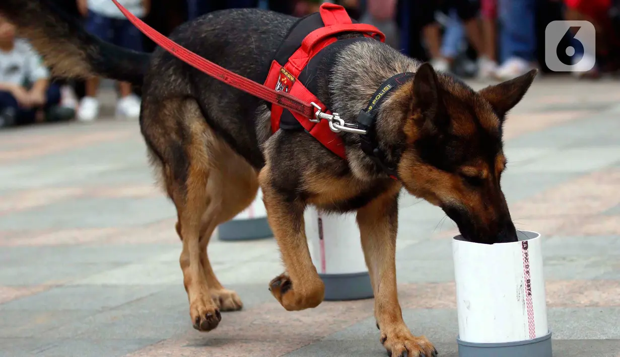 Satuan Polisi Satwa K9 bersama anjing pelacak khusus melakukan simulasi pendeteksian bahan peledak di area Car Free Day,Bundaran HI, Jakarta, Minggu, (16/2/2020). Simulasi untuk mengedukasi tentang cara kerja anjing pelacak saat menemukan bahan peledak yang disembunyikan. (Liputan6.com/Johan Tallo)