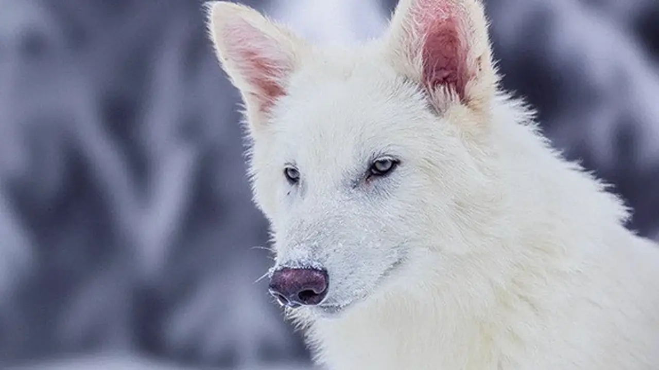 Dire Wolf