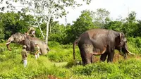 Dua gajah latih yang dikerahkan BBKSDA Riau untuk mengatasi gajah liar masuk kebun dan pemukiman di Indragiri Hulu. (Liputan6.com/Dok BBKSDA Riau/M Syukur)