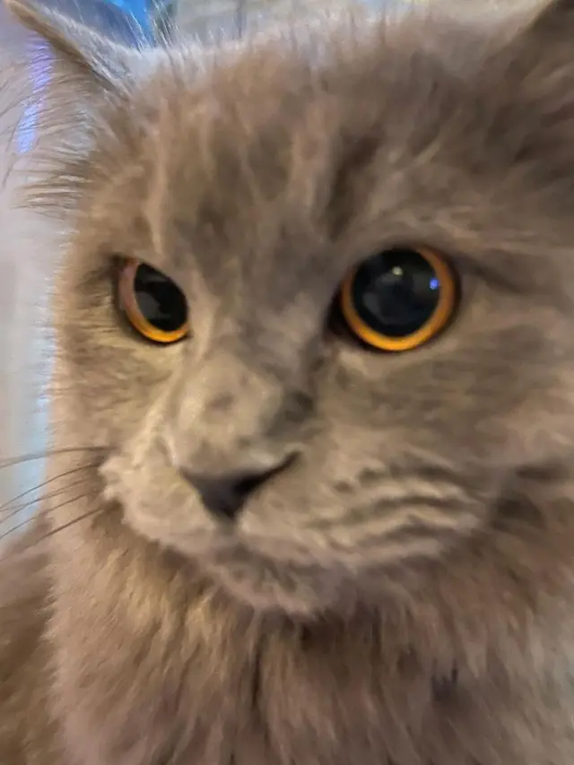 Kucing peliharaan milik keluarga Syifa Hadju (Instagram/@cipaaju)