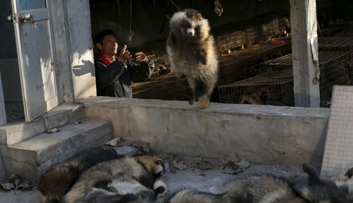 Seorang pria melemparkan seekor rubah yang telah mati untuk nantinya diambil bulunya di desa Nanzhuang, Cina, (11/12). Mereka membunuh rubah tersebut dengan cara menyetrum. (REUTERS/William Hong)