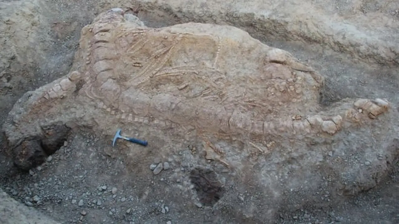 Temuan fosil dari zaman dinosaurus, ichthyosaurus. (G Prasad)