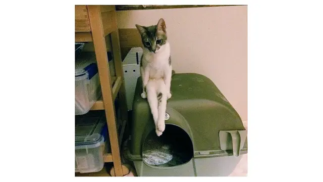 7 Potret Pose Kucing saat Duduk Ini Bikin Geleng Kepala