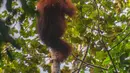 Foto selebaran tak bertanggal yang diambil oleh Pusat Informasi Orangutan dan dirilis pada 10 Juni 2026 menunjukkan orangutan Tapanuli di atas pohon di hutan Batang Toru di Sumatra Utara. Menurut para ilmuwan, tanah longsor yang dipicu oleh perubahan iklim memusnahkan hampir satu dari 10 spesies kera besar paling langka di dunia yang tersisa di Pulau Sumatra. (Handout/Pusat Informasi Orangutan/AFP)