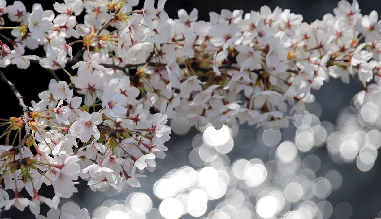 Bunga sakura yang sedang mekar terlihat di Tokyo, Jepang, Senin (30/3/2015). Warga Jepang menikmati masa-masa mekarnya bunga sakura di seluruh negeri mereka. (REUTERS/Toru Hanai)